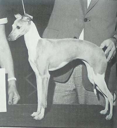 Dasa's Arabella D'Leewayne