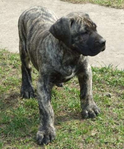 OMEN BALUARTE DE LOS PERROS