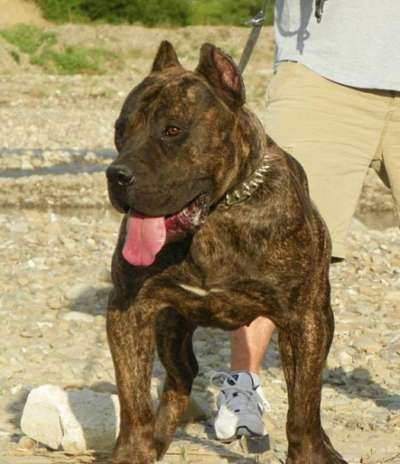 ATOS DOG PUR