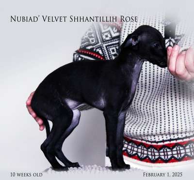 Nubiad' Velvet Shantillih Rose