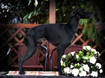 Magic For House Of Hounds Du Domaine De Chanteloup