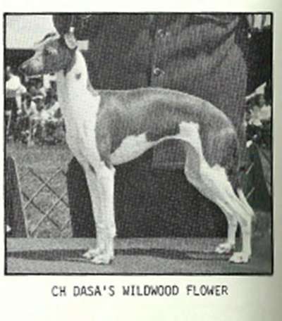 Dasa's Wildwood Flower