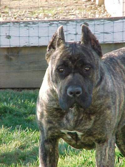 PRIDE ROCK'S NAKITA
