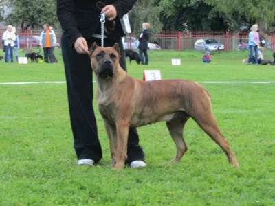 RIVA BALUARTE DE LOS PERROS