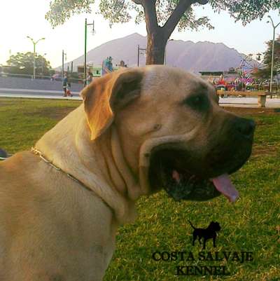 ROCKO