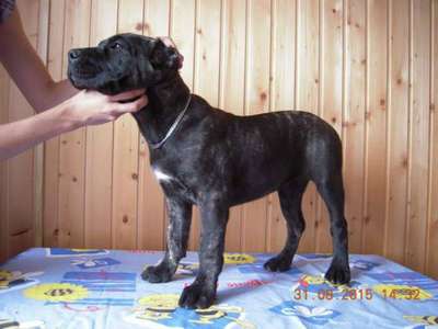 SARABI
