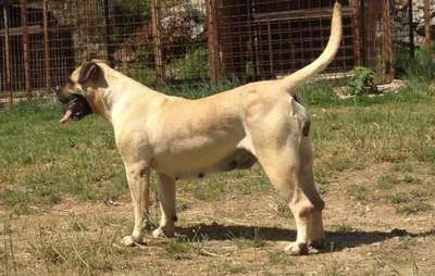 BURA DE SPALATO BULL