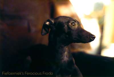 Fiefoerniek's Ferocious Frodo