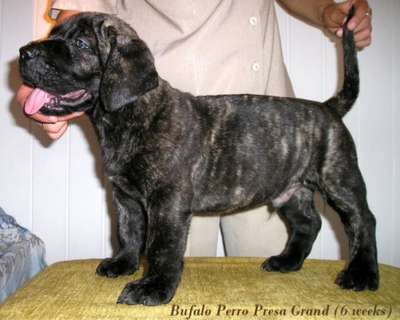 BUFALO PERRO PRESA GRAND