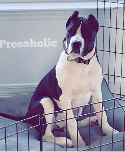 ZAYA DE PRESAHOLIC