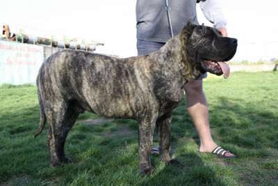 NURBO BULLSARA DEL PEMBA