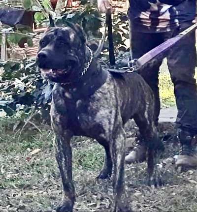 TALIBA SANGUE BRAVO