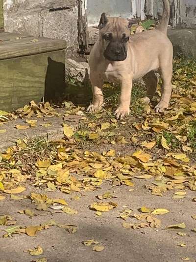 ONLY THE FAMILY KENNELS CASHDOLL