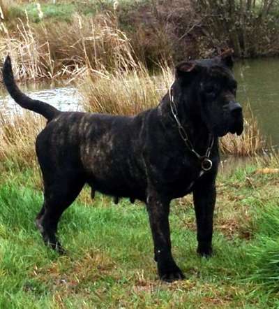 BAZA DE BARNACAN BULL (NEGRA)