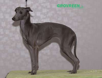 Grovreen Funny Blue Peach