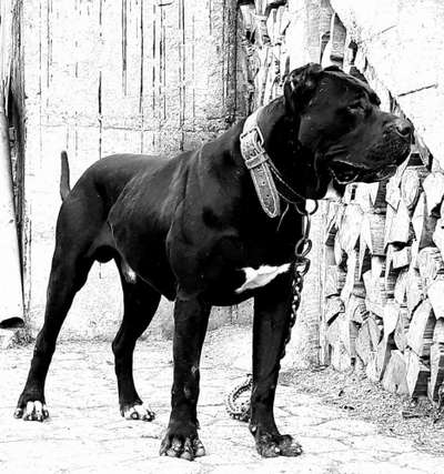 S-UKE DE PRESA DEL DRACULA