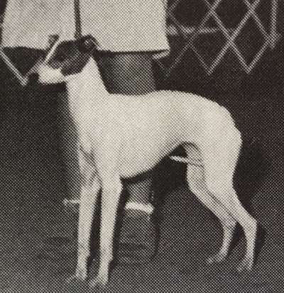 Dasa's Sophia