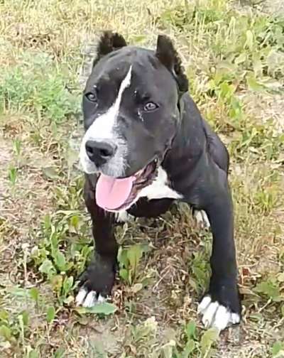CAMORRA DE KING ZULU