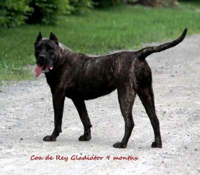COA DE REY GLADIADOR