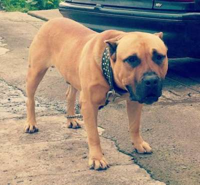 GUANCHE DE PERRO DE LA TIERRA*