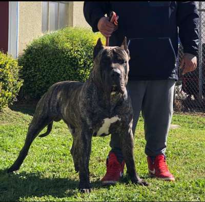 BECKHAM BULLSARA DEL PEMBA