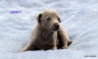 Canis Nobilitas Leeroy