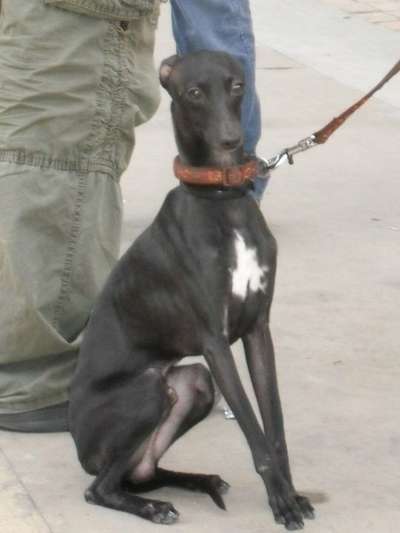 Fandi Fandango De Silvergrey