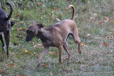 Melody Des Fees De L'Or Blanc