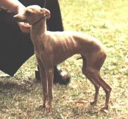 Vindhaused Orsola