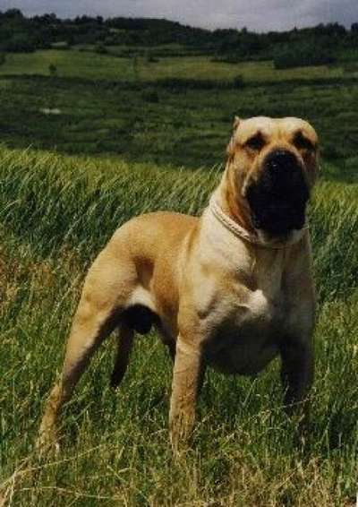 RUFO ROTTWEILER DE SAU