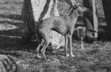 Tamoretta Tanzaro