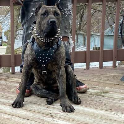 BUFFNSTUFFED KENNELS BERETTA
