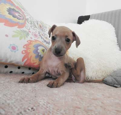 Melodia Dogoteka FCI