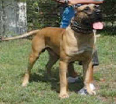 KEMO (DE WARSNEY)