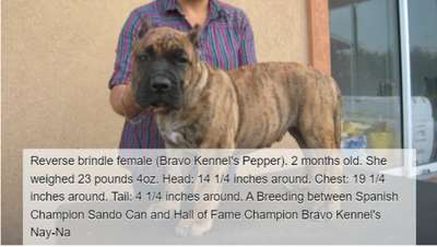 BRAVO KENNEL’S PEPPER
