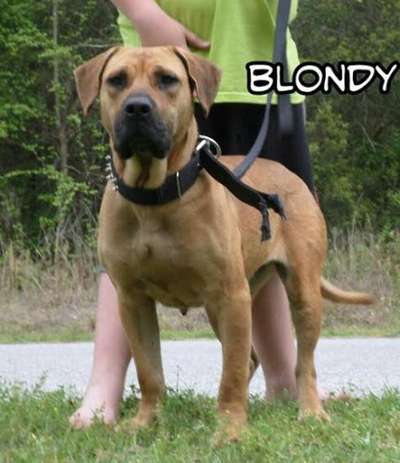 SANDERS BLONDY