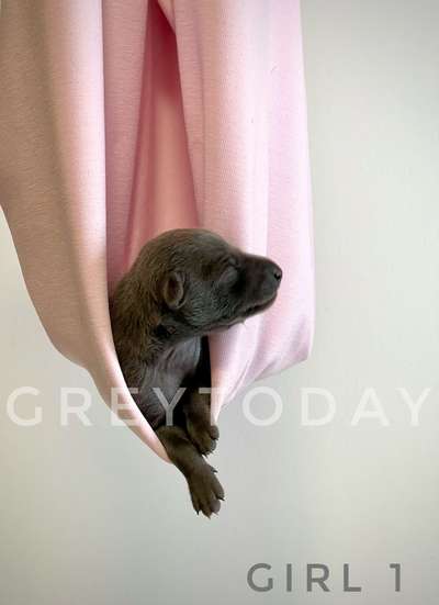 Greytoday Xiri