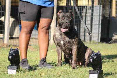 DASH UWP CH UKC CH STRINGER KENNELS ASET SPOT-ON TOTAL DOG X3