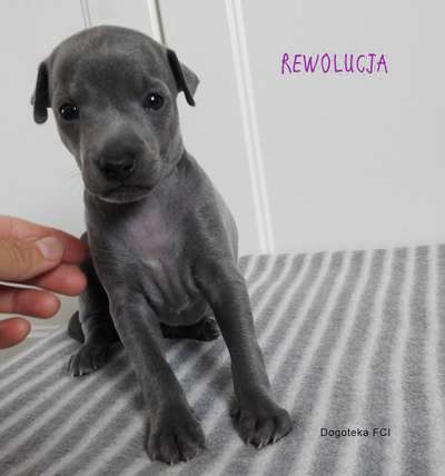 Rewolucja Dogoteka FCI