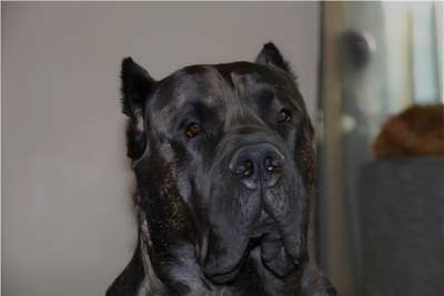 BALU PERRO PRESA GRAND