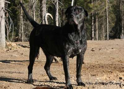 DISA DE CHIRPY KENNEL