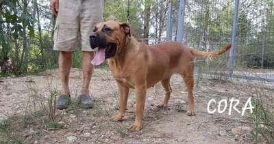 CORA DE CASA DEL PRESA