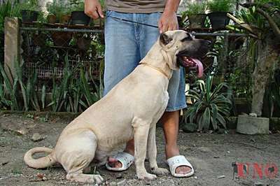 UNO DE CANARIAS BOMBER