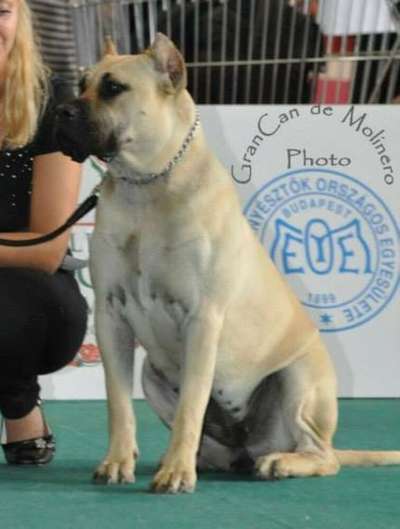 LUNA DE SPALATO BULL