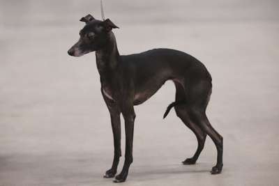 Brand Runner's Miss Pinwheel