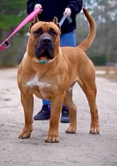 BRAVO KENNEL'S LOKI