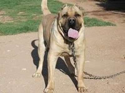 THOR DE KING ZULU