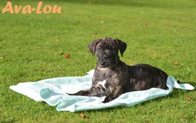 WEIHBULL'S AVA-LOU
