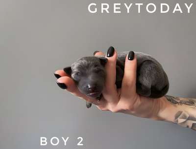 Greytoday Valentino