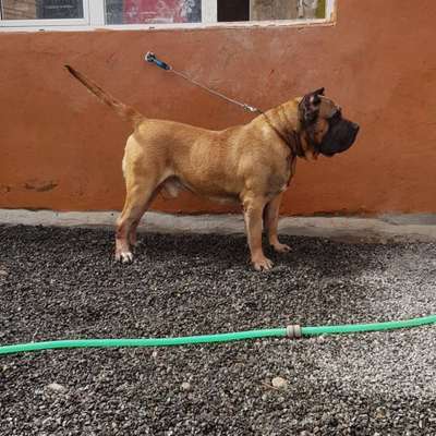 HUGO CHAVEZ DE CASA PANCHO